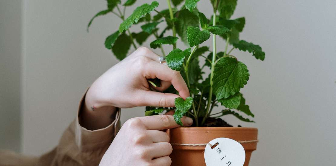 Auto generated site gardening service