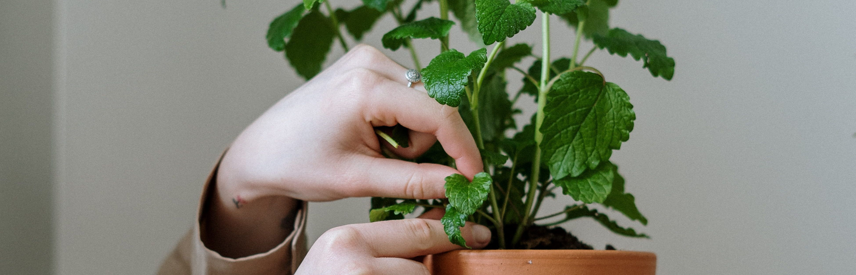 Auto generated site gardening service