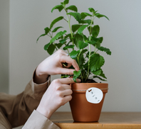 Auto generated site gardening service