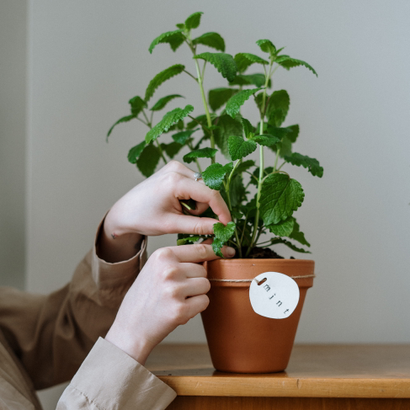 Auto generated site gardening service