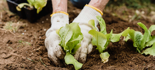 Auto generated site gardening service