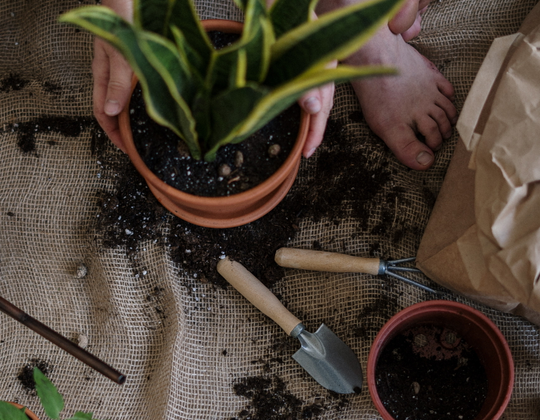Auto generated site gardening service