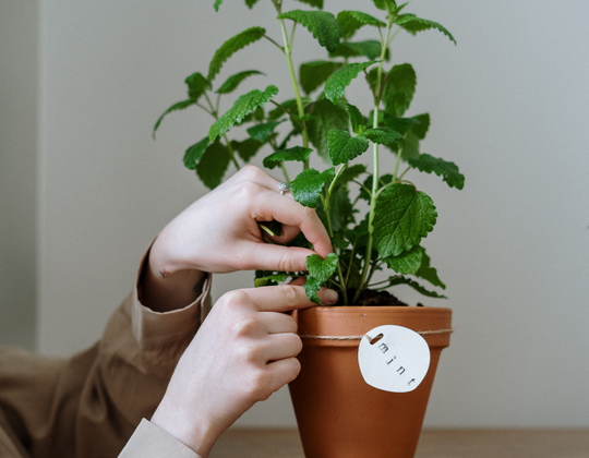 Auto generated site gardening service