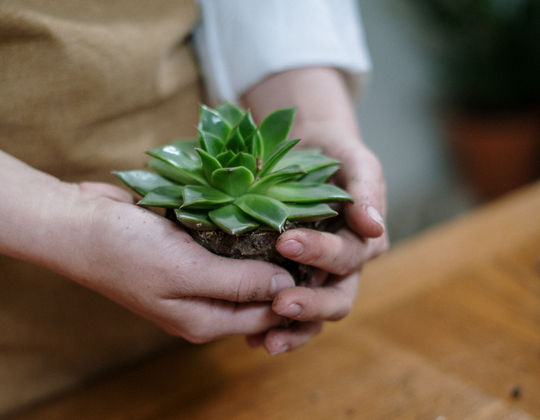 Auto generated site gardening service
