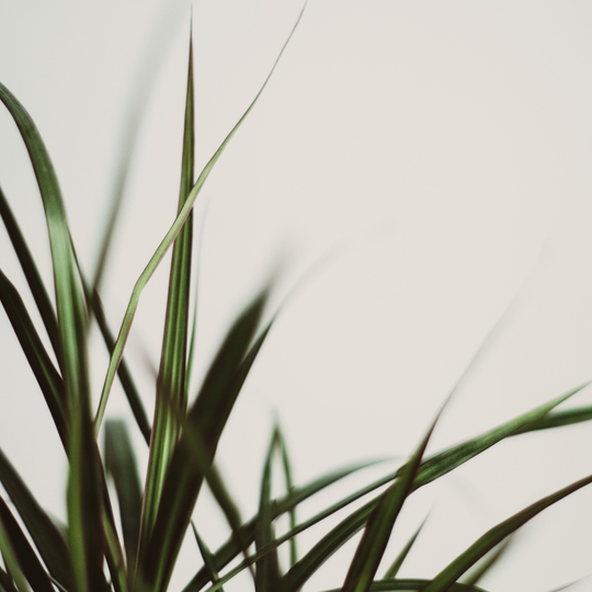 Auto generated site gardening service