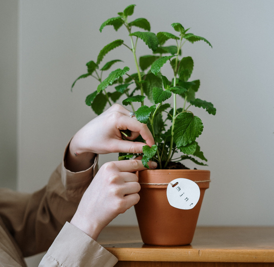 Auto generated site gardening service